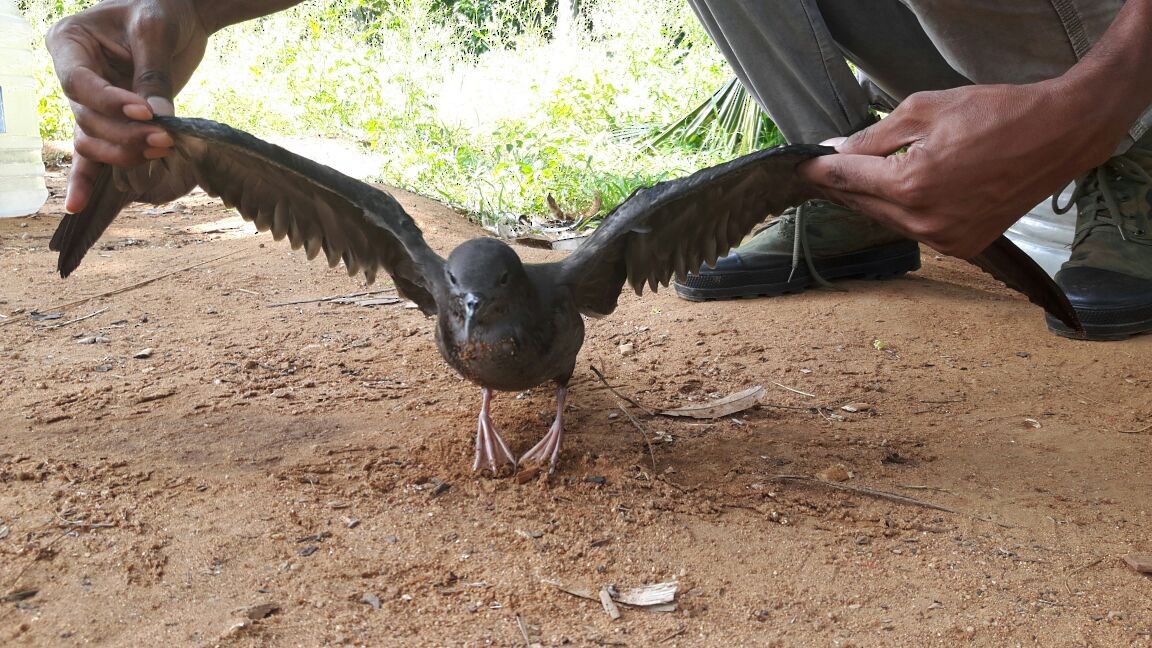 Wedge-tailed Shearwater - ML146638961