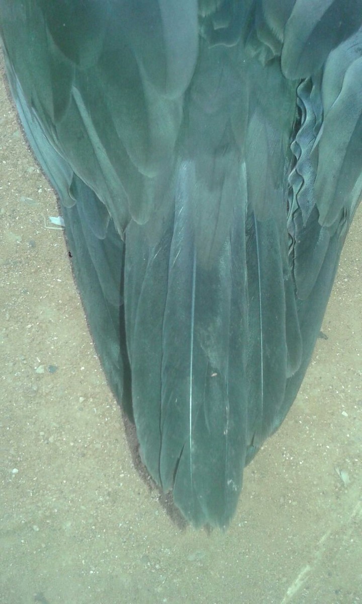 Wedge-tailed Shearwater - ML146638971