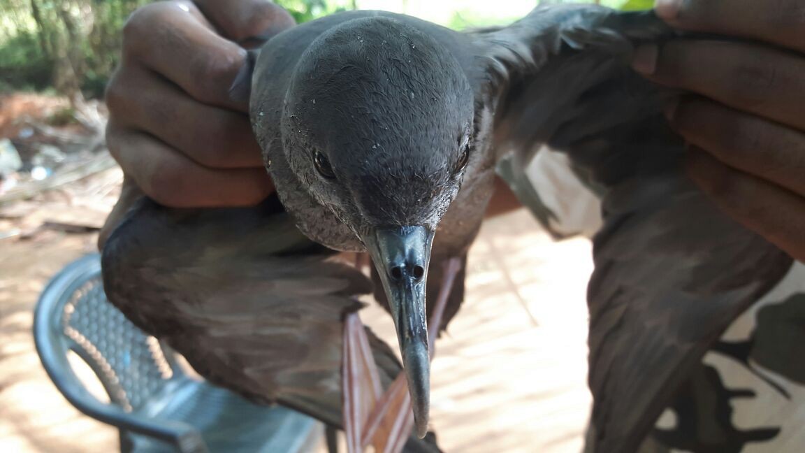 Wedge-tailed Shearwater - ML146639001