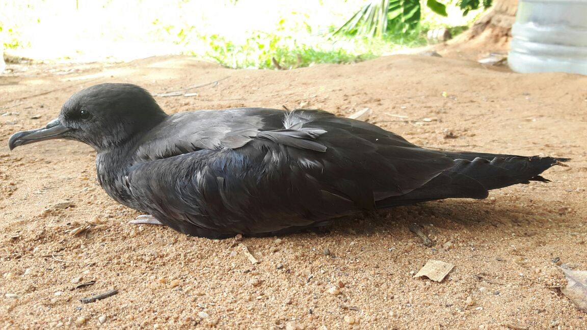 Wedge-tailed Shearwater - ML146639061