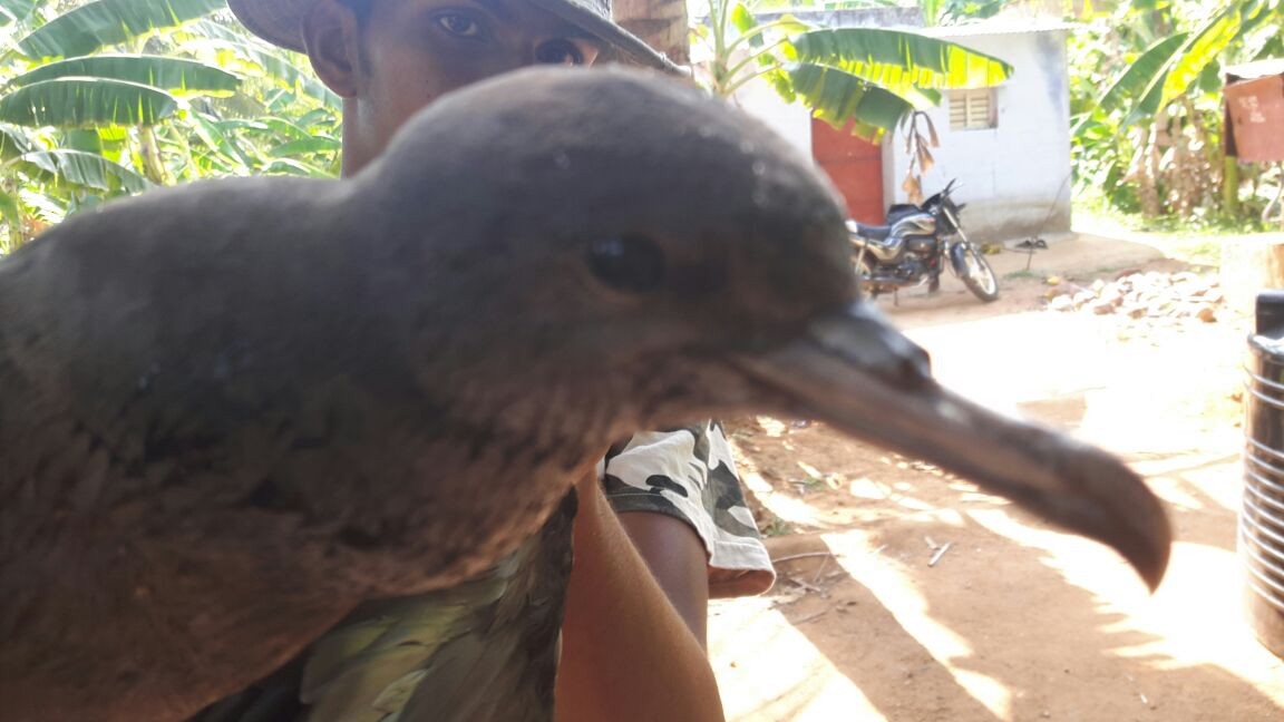 Wedge-tailed Shearwater - ML146639071