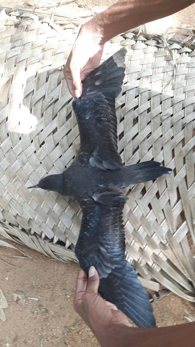 Wedge-tailed Shearwater - ML146639081