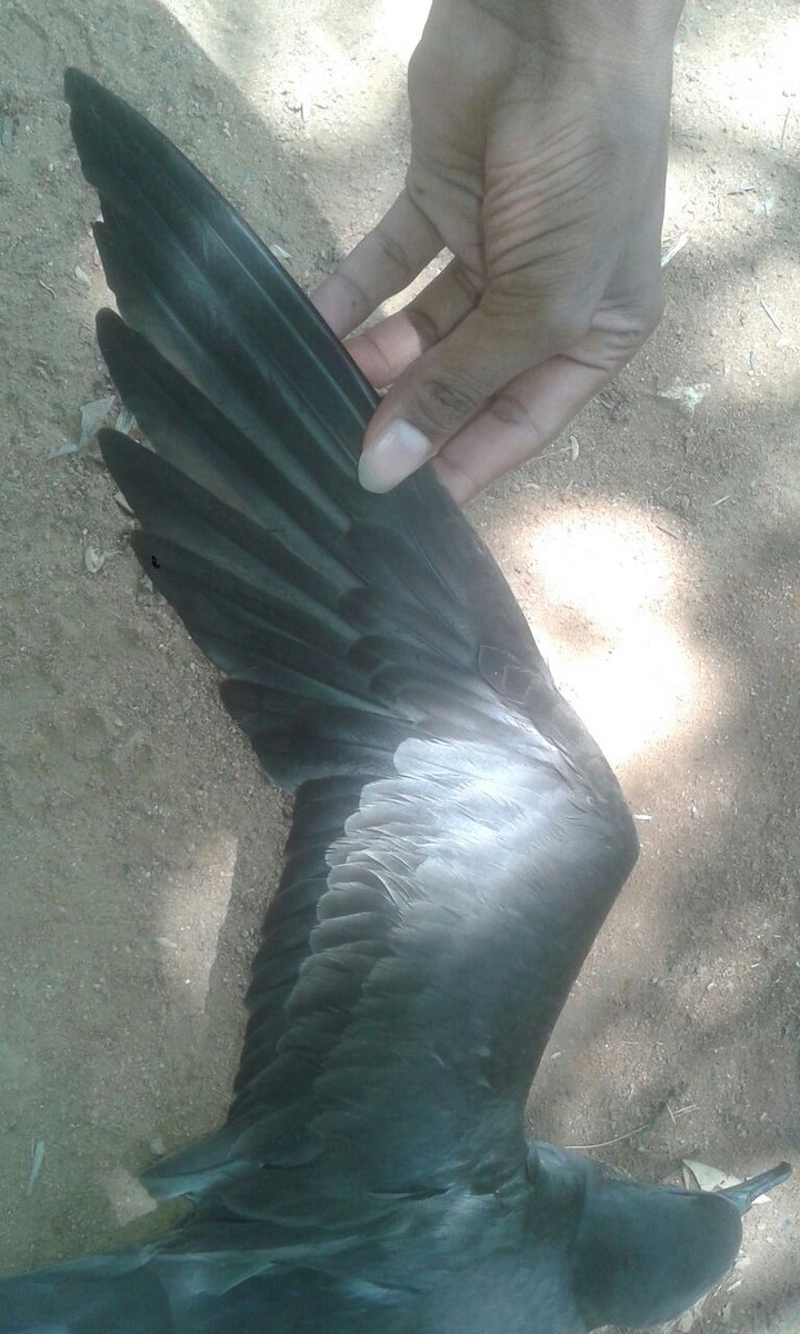 Wedge-tailed Shearwater - ML146639121