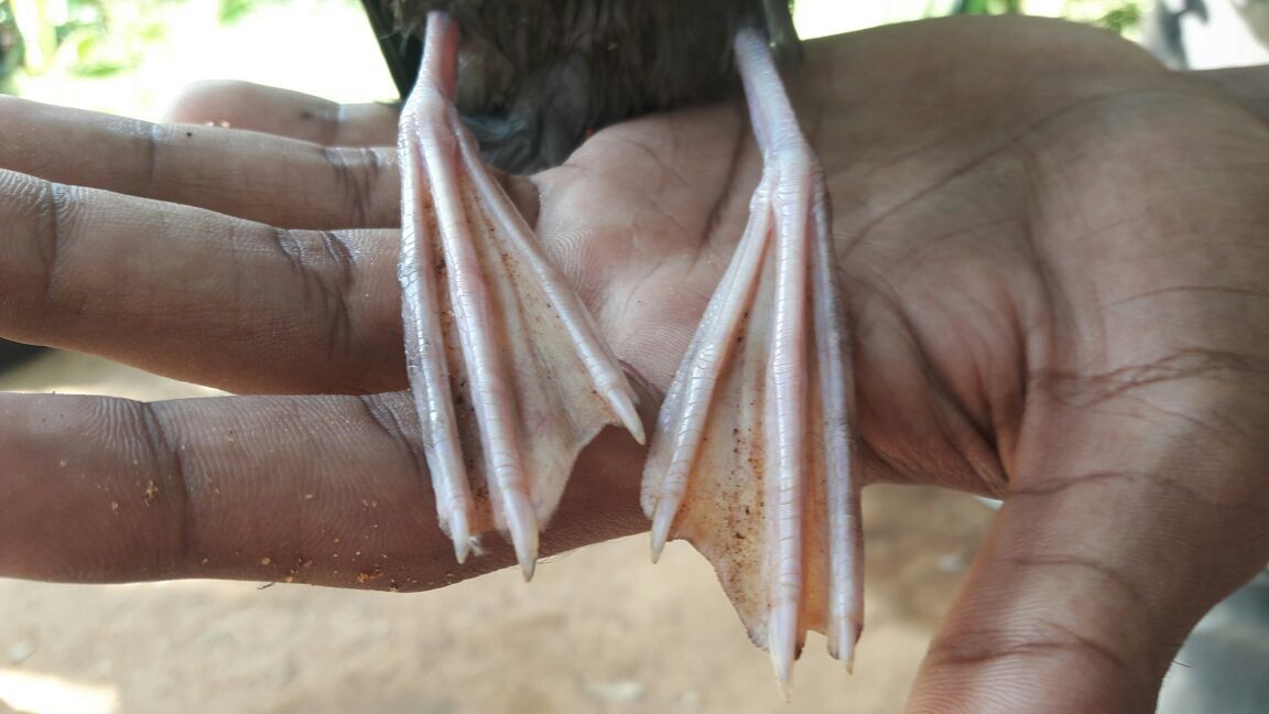 Wedge-tailed Shearwater - ML146639131