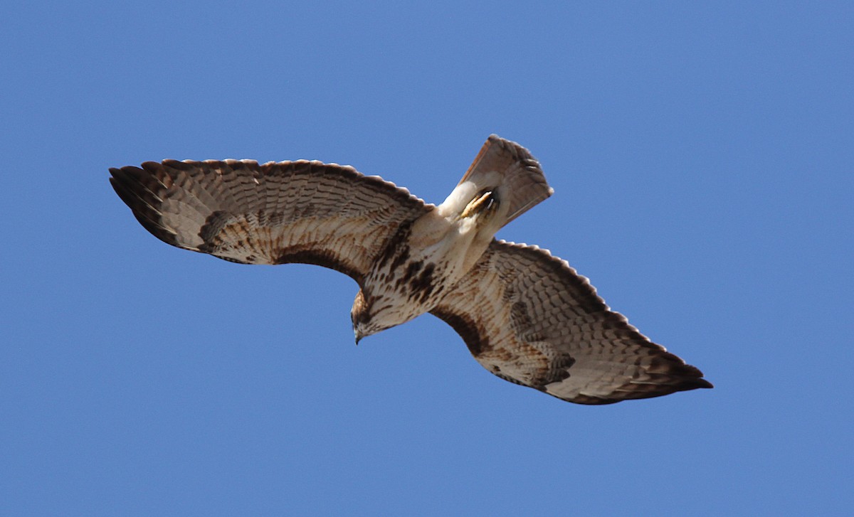 Red-tailed Hawk - Helga Knote