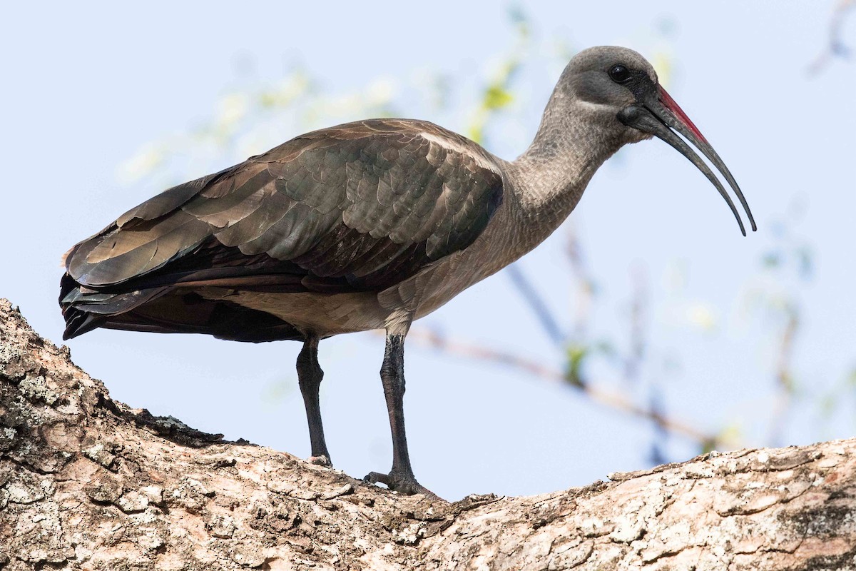 Hadada Ibis - ML146640421