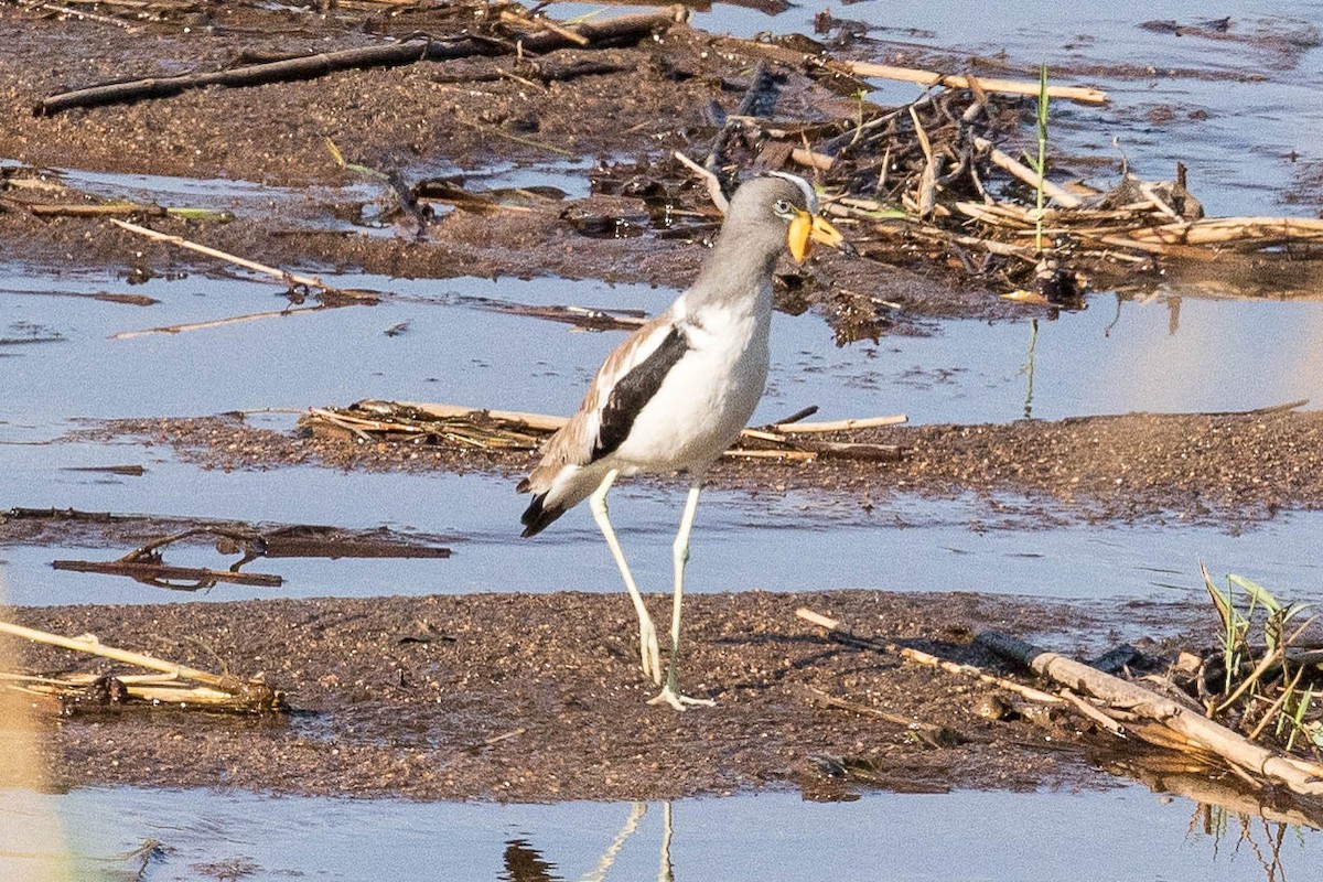 White-crowned Lapwing - ML146640431