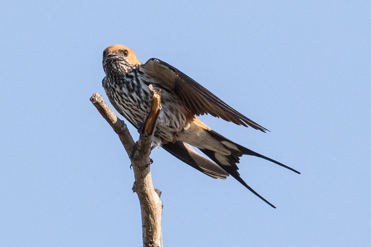 Lesser Striped Swallow - Eric VanderWerf