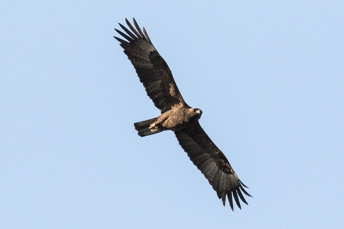 Wahlberg's Eagle - ML146640671