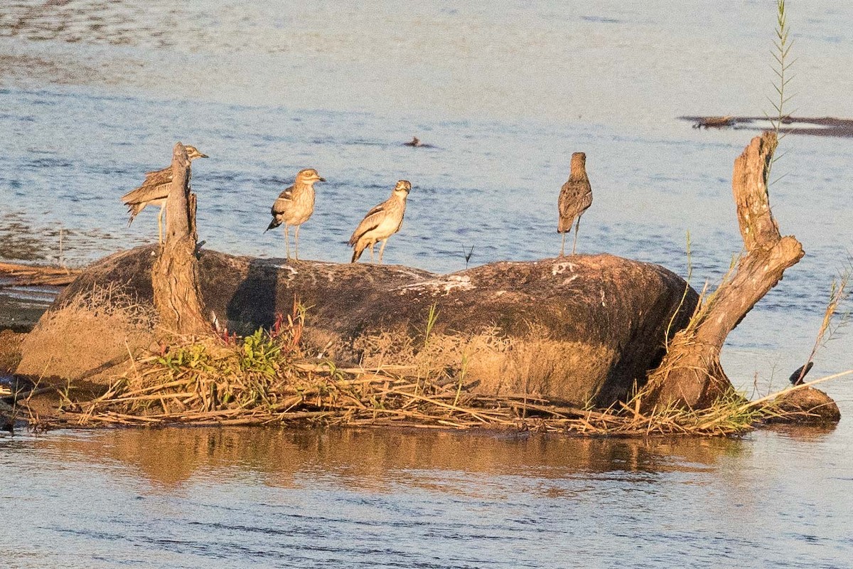 Water Thick-knee - ML146640751