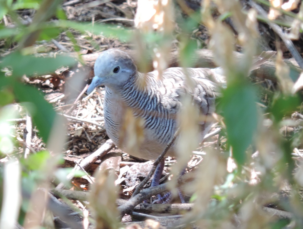 Zebra Dove - Rich Brown