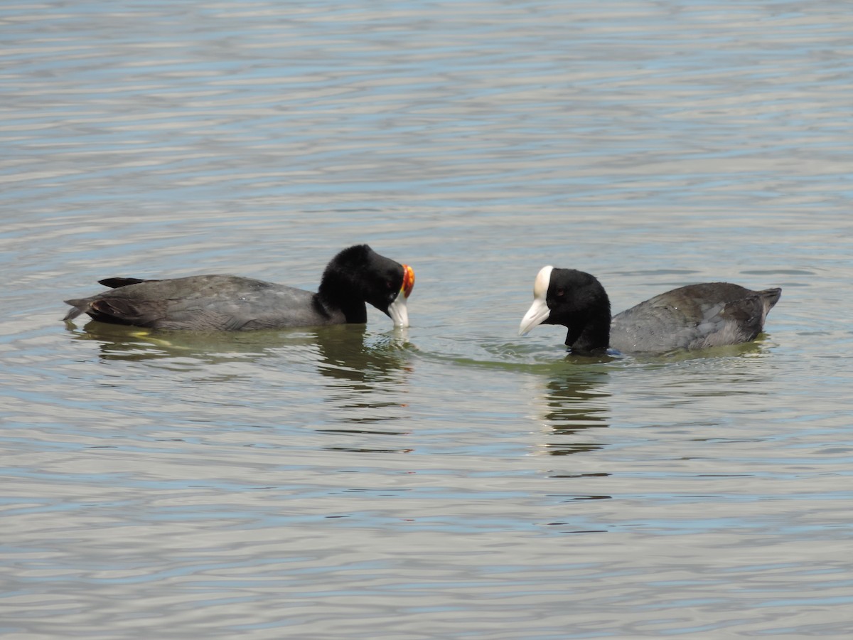 Hawaiian Coot - ML146641771