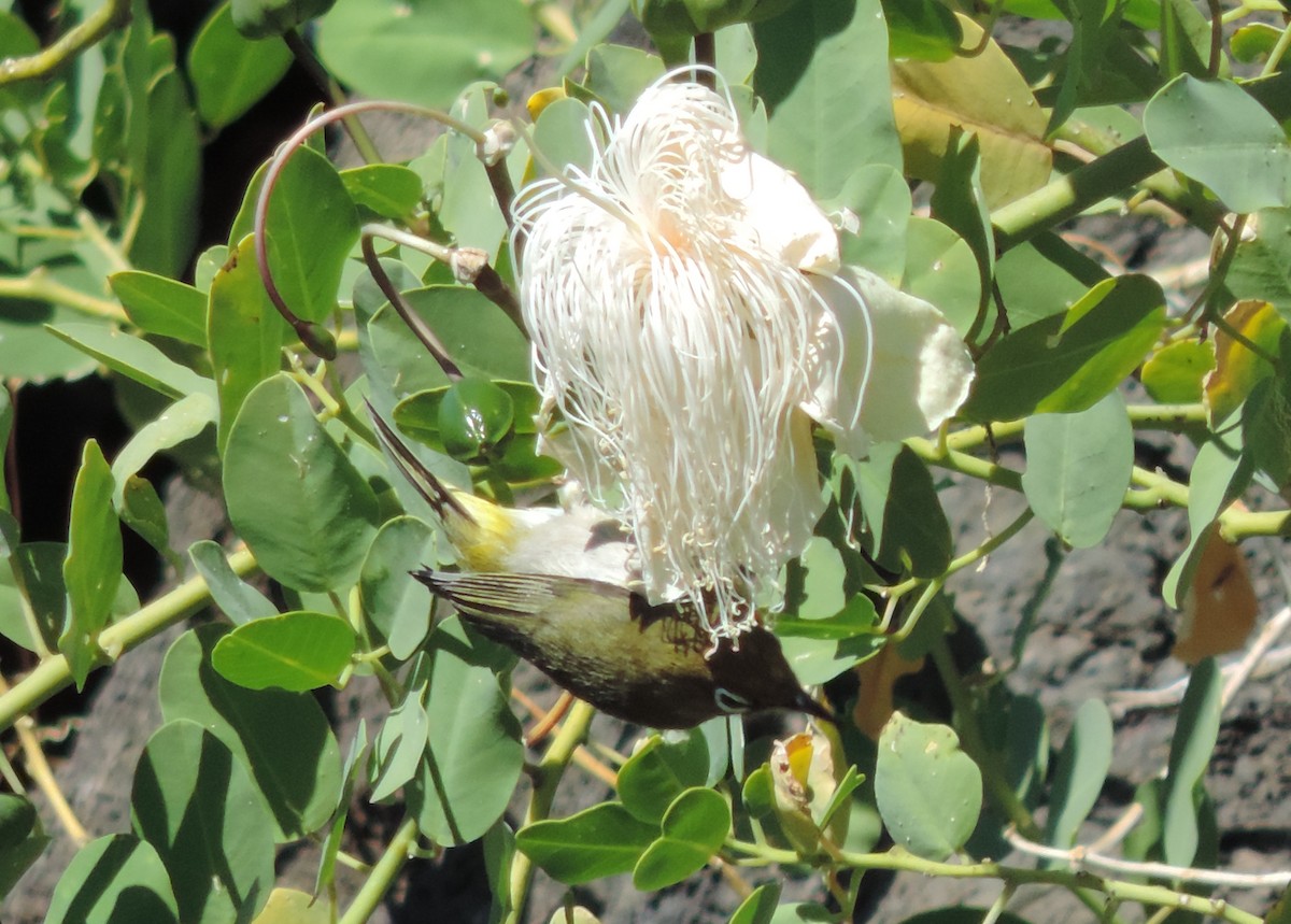 Warbling White-eye - Rich Brown