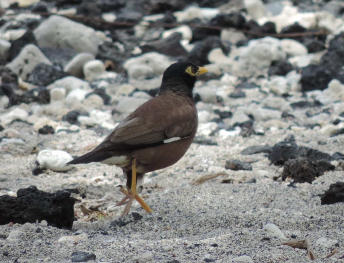 Common Myna - Rich Brown