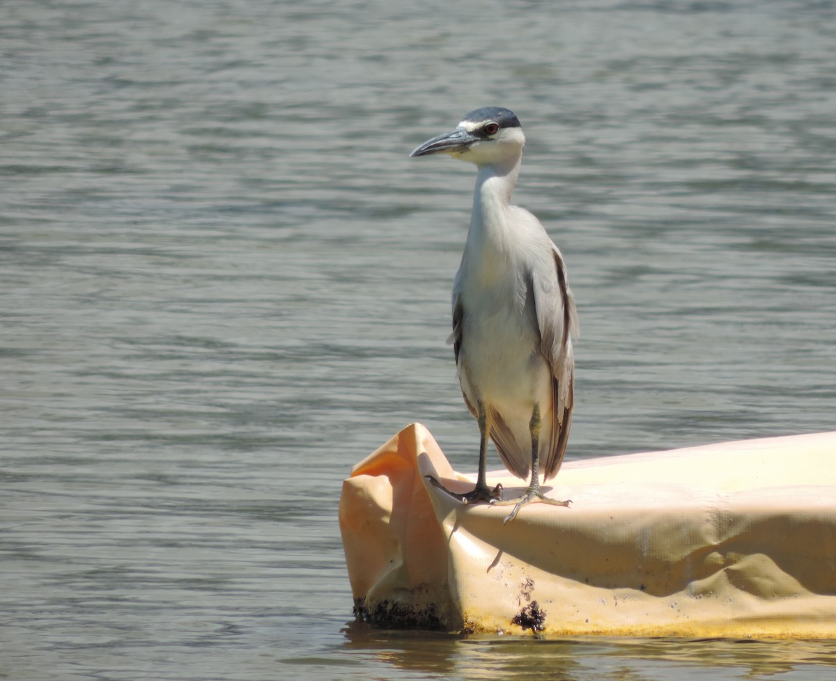 Black-crowned Night Heron - ML146641941