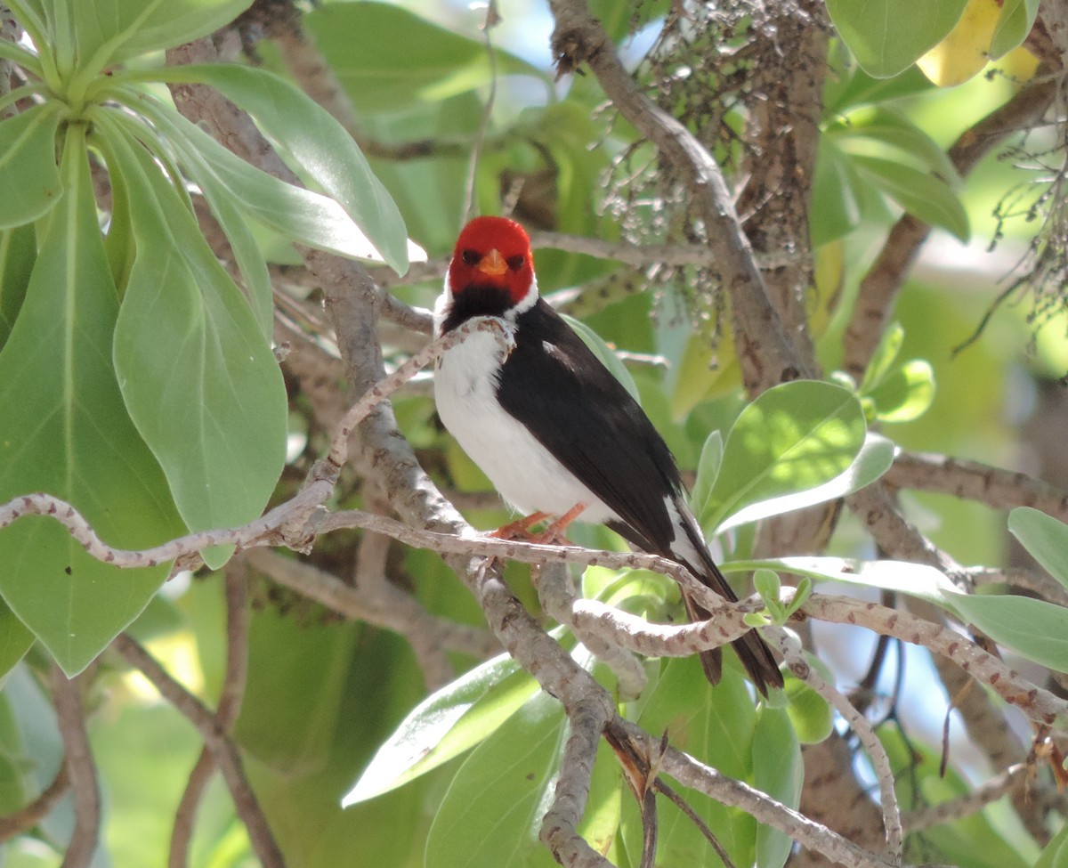 Yellow-billed Cardinal - ML146641951