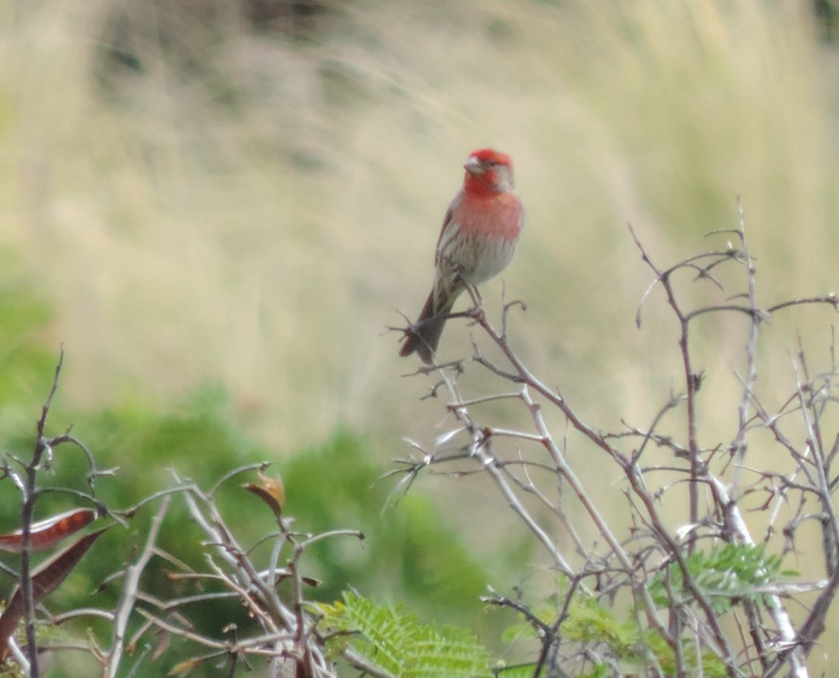 House Finch - ML146641981