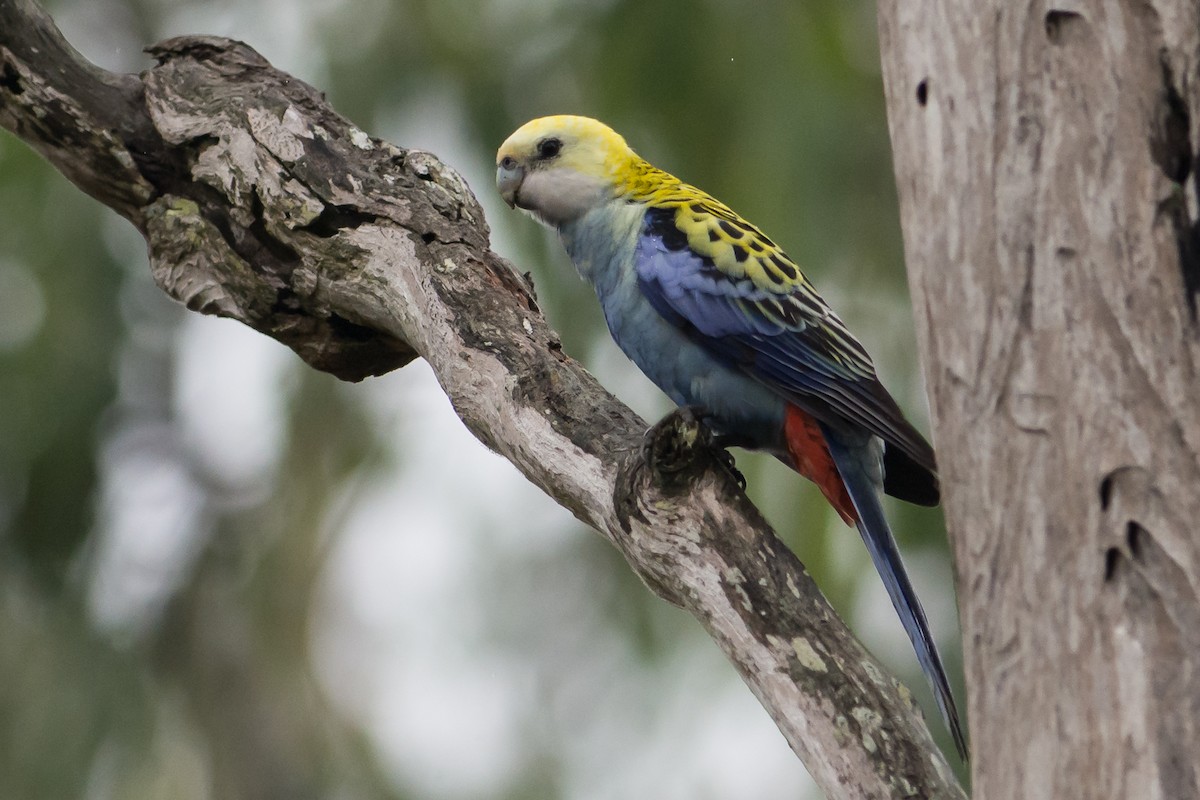 Pale-headed Rosella - John  Van Doorn