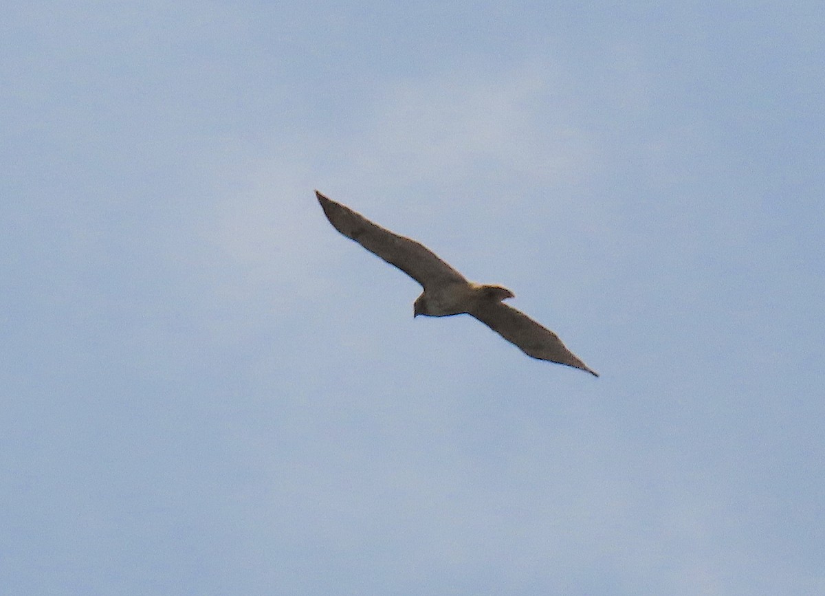 Red-tailed Hawk - ML146642981