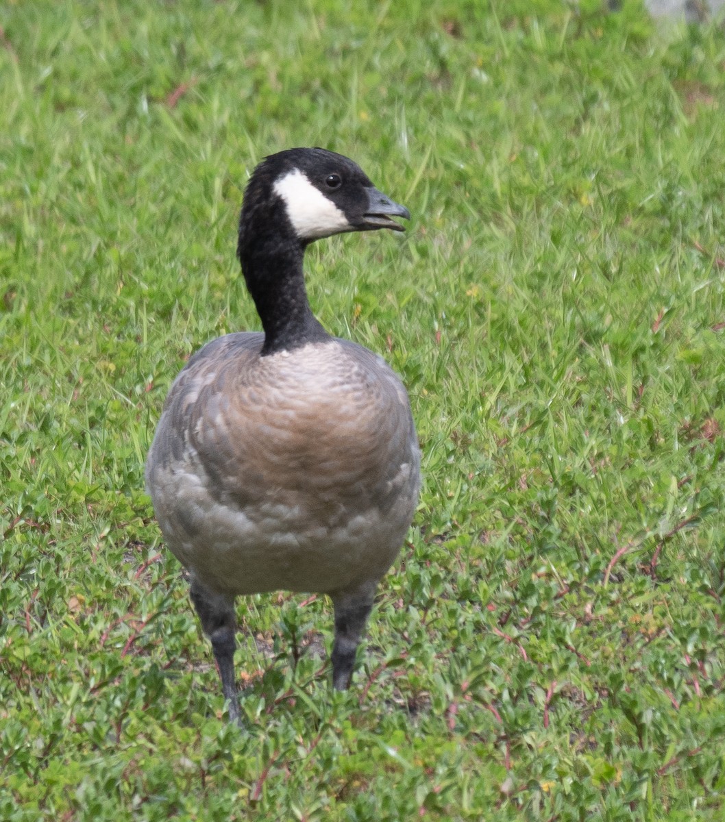 Cackling Goose (minima) - Elizabeth Crouthamel