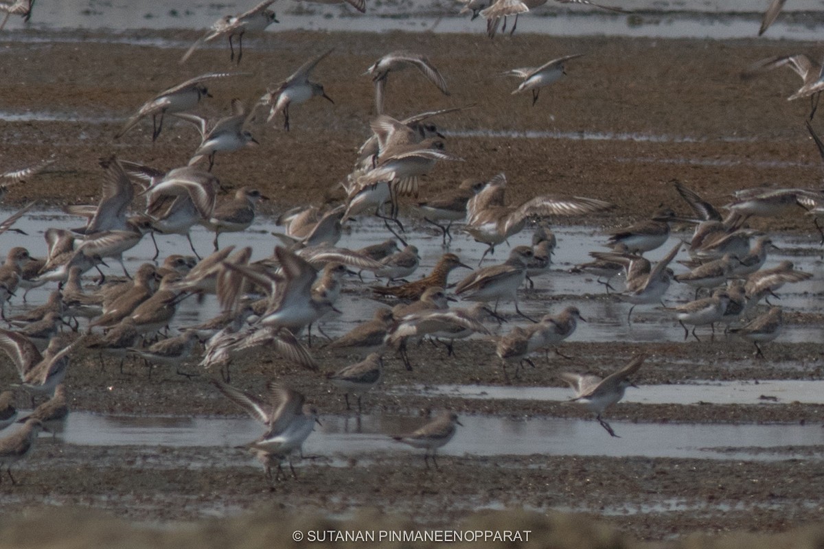 Sharp-tailed Sandpiper - Akekachoke Buranaanun