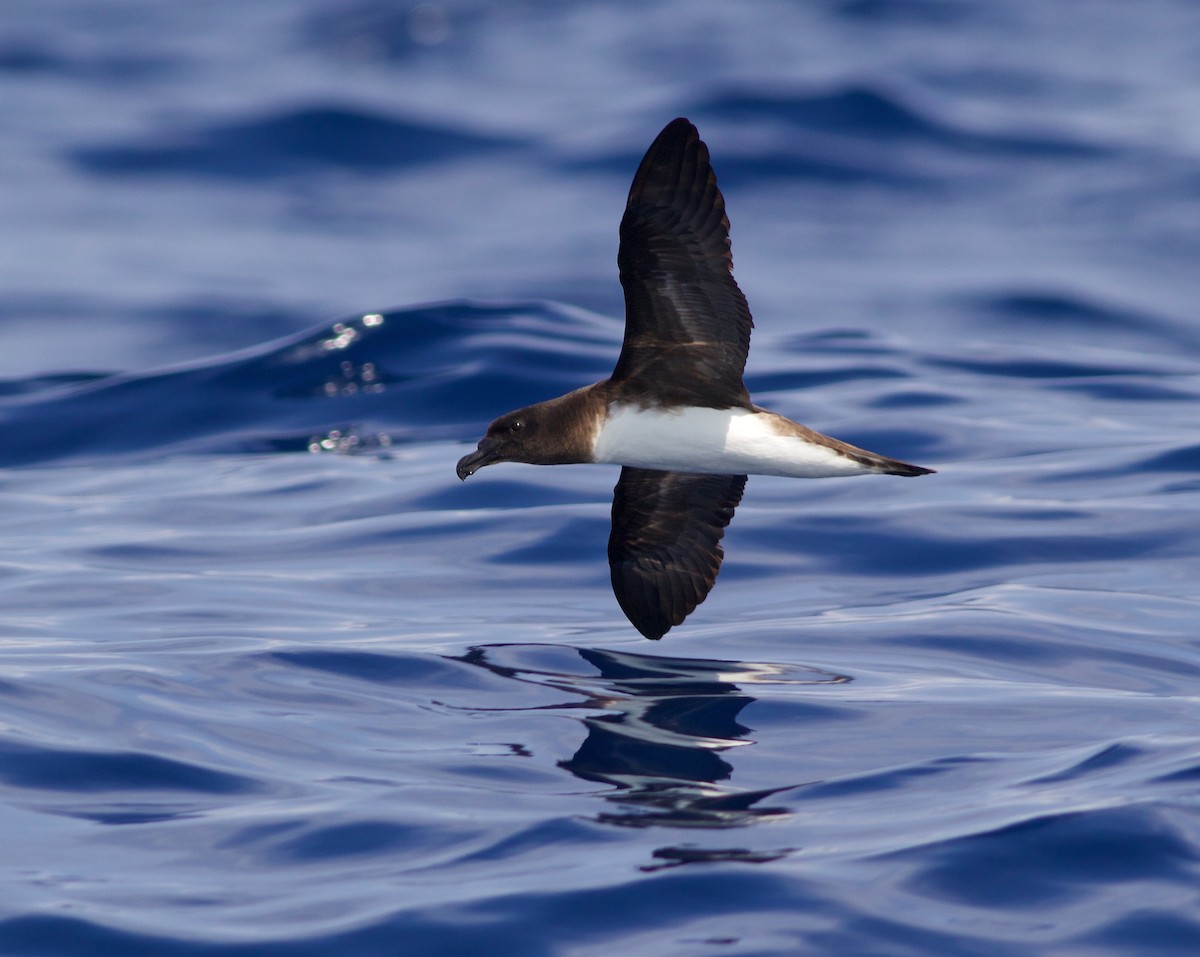 Tahiti Petrel - Liam Murphy