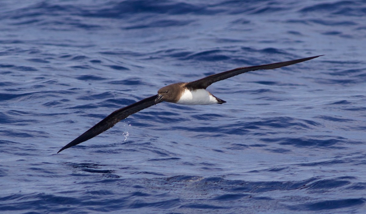 Tahiti Petrel - Liam Murphy