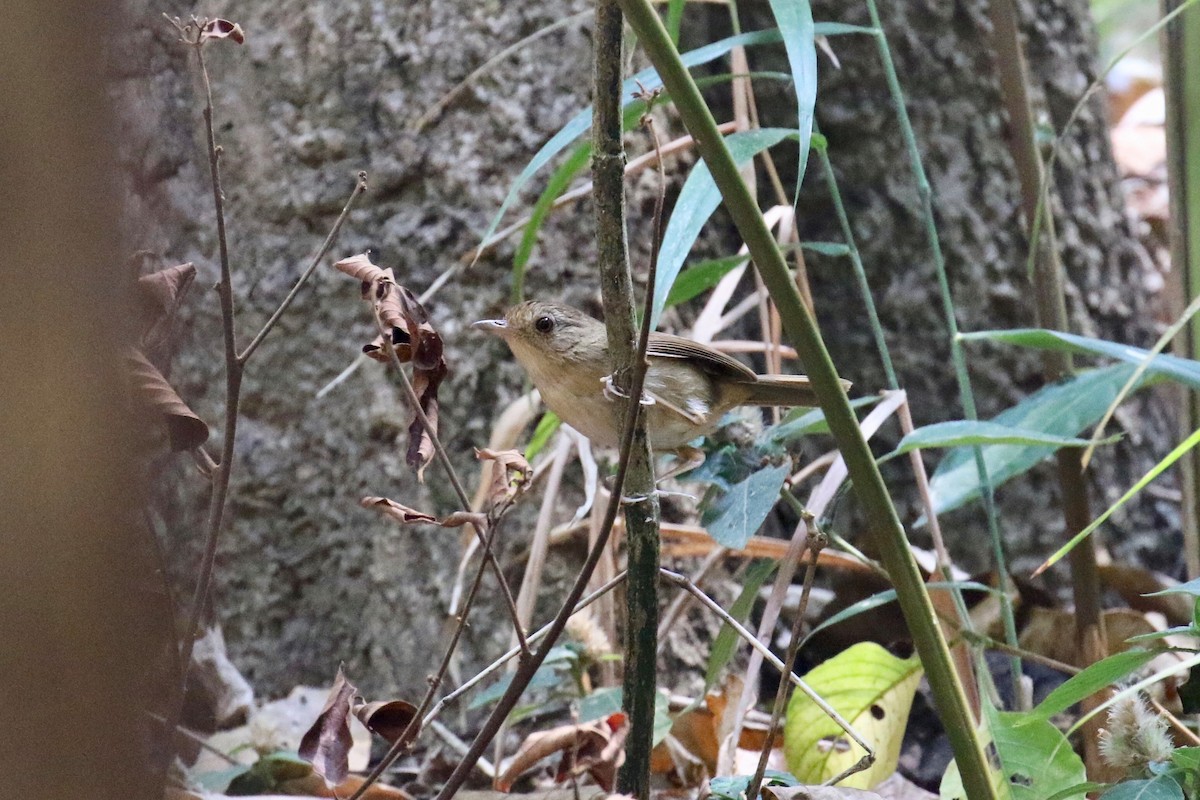 Buff-breasted Babbler - Jens Toettrup