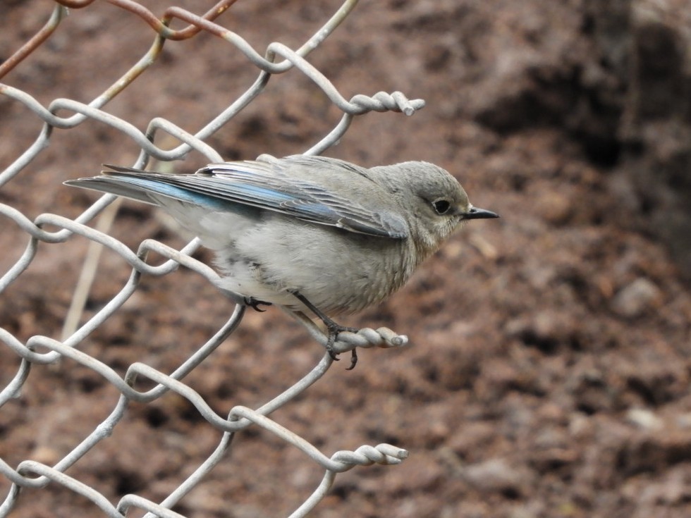 Mountain Bluebird - ML146644751