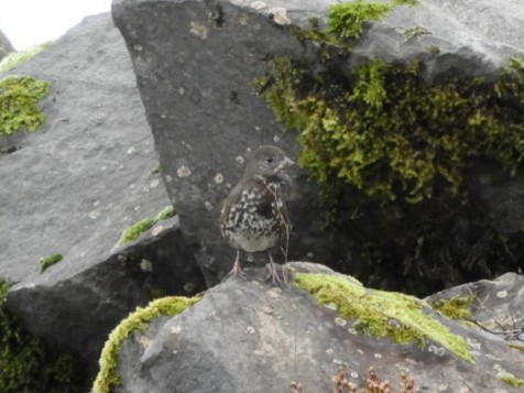 Fox Sparrow - ML146644791