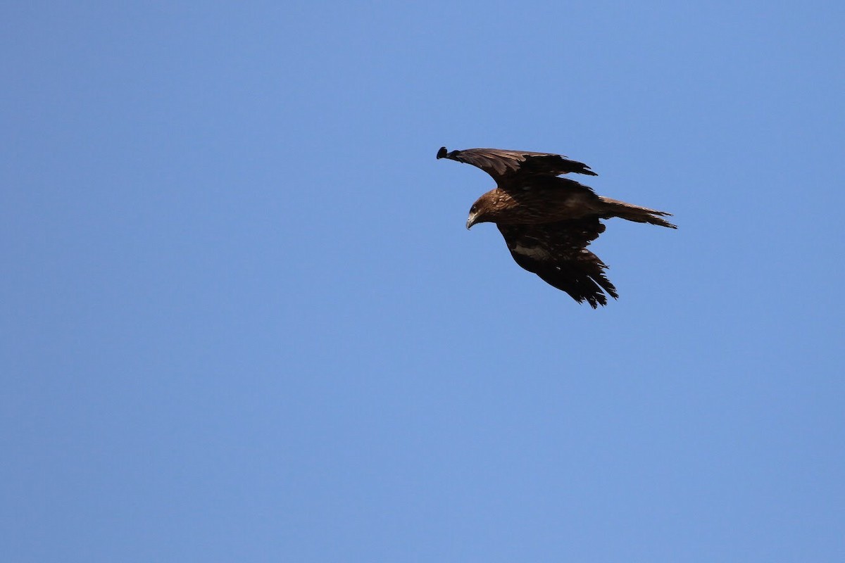 Black Kite - Atsushi Shimazaki