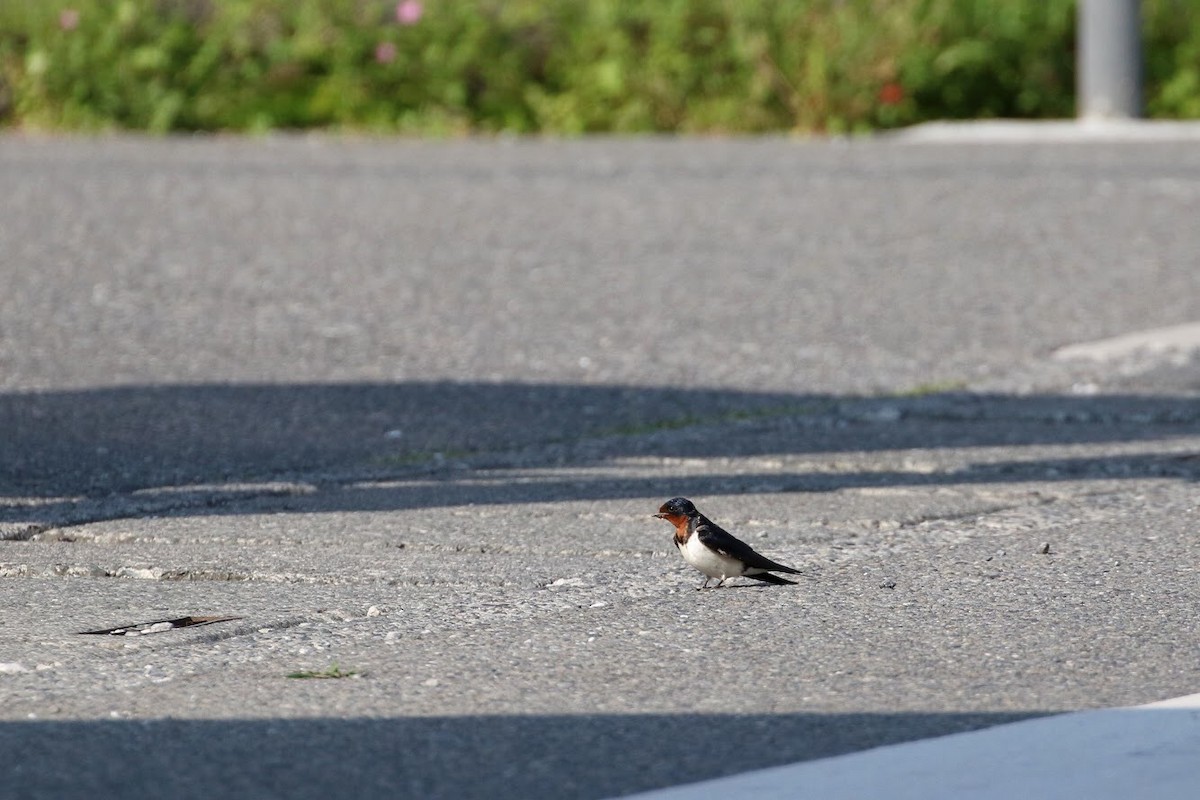 Barn Swallow - Atsushi Shimazaki