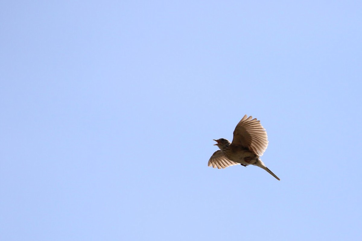 Eurasian Skylark - Atsushi Shimazaki