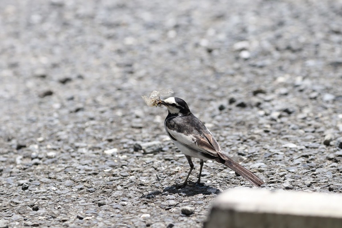 White Wagtail - ML146644871