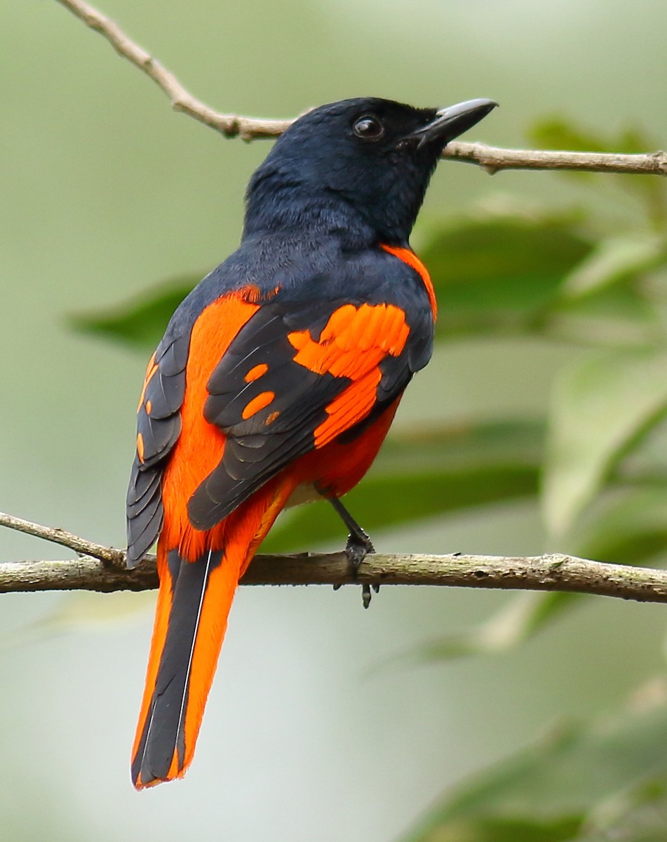 Scarlet Minivet - Amarendra Konda