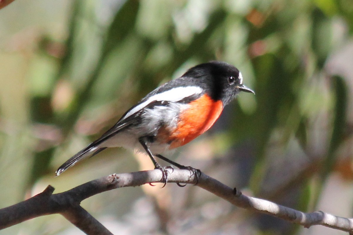 Scarlet Robin - ML146644931