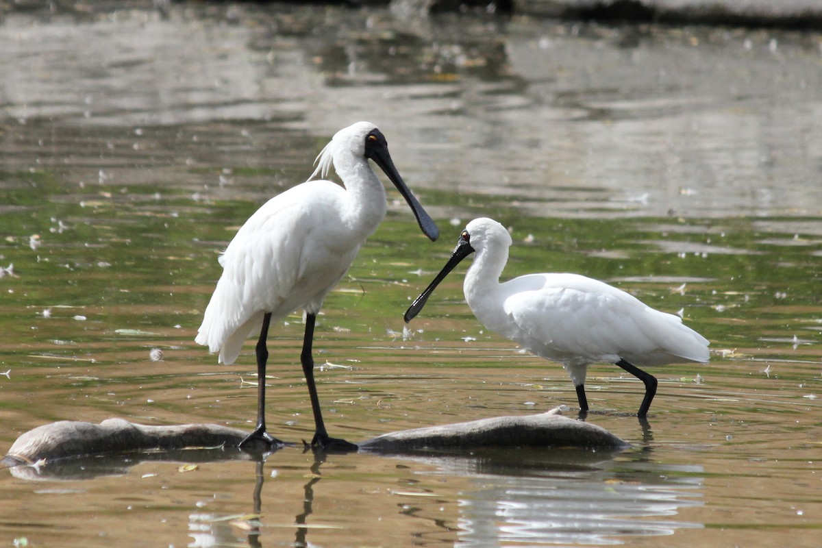 Royal Spoonbill - ML146645401