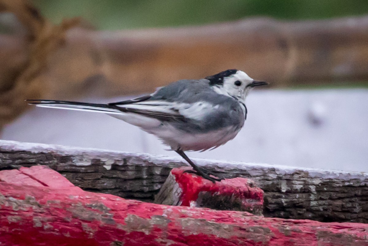 White Wagtail - ML146645501