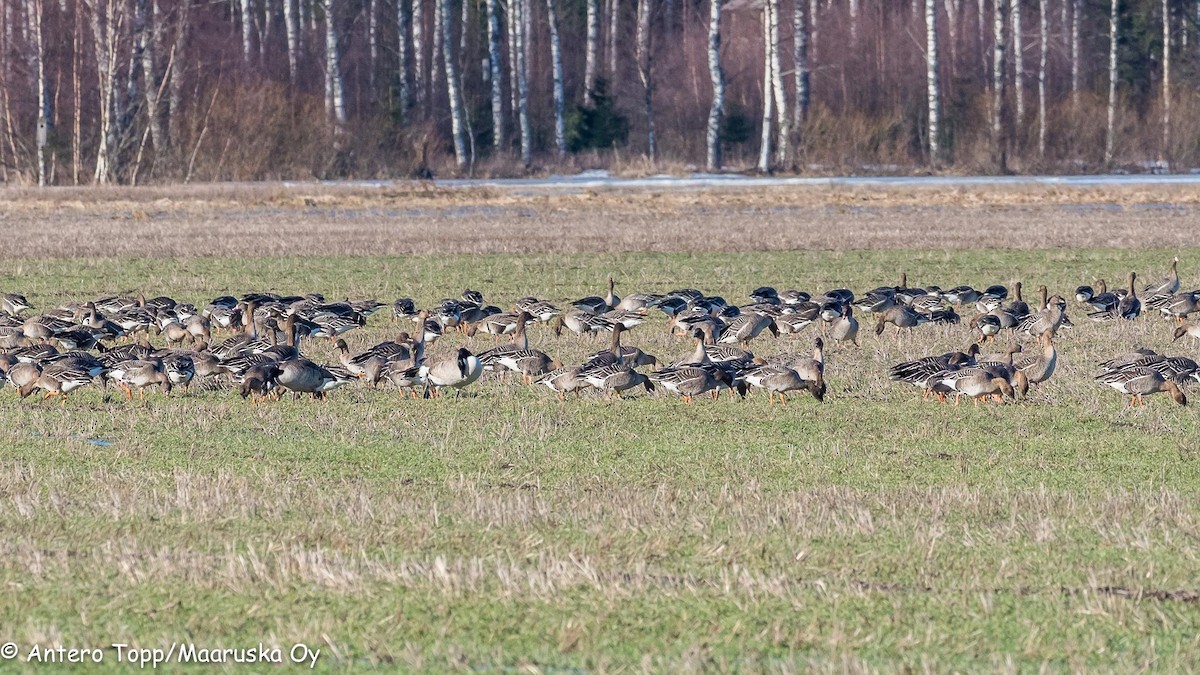 Tundra Bean-Goose - ML146646311