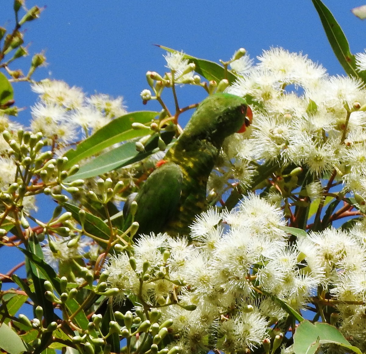 Scaly-breasted Lorikeet - ML146646681