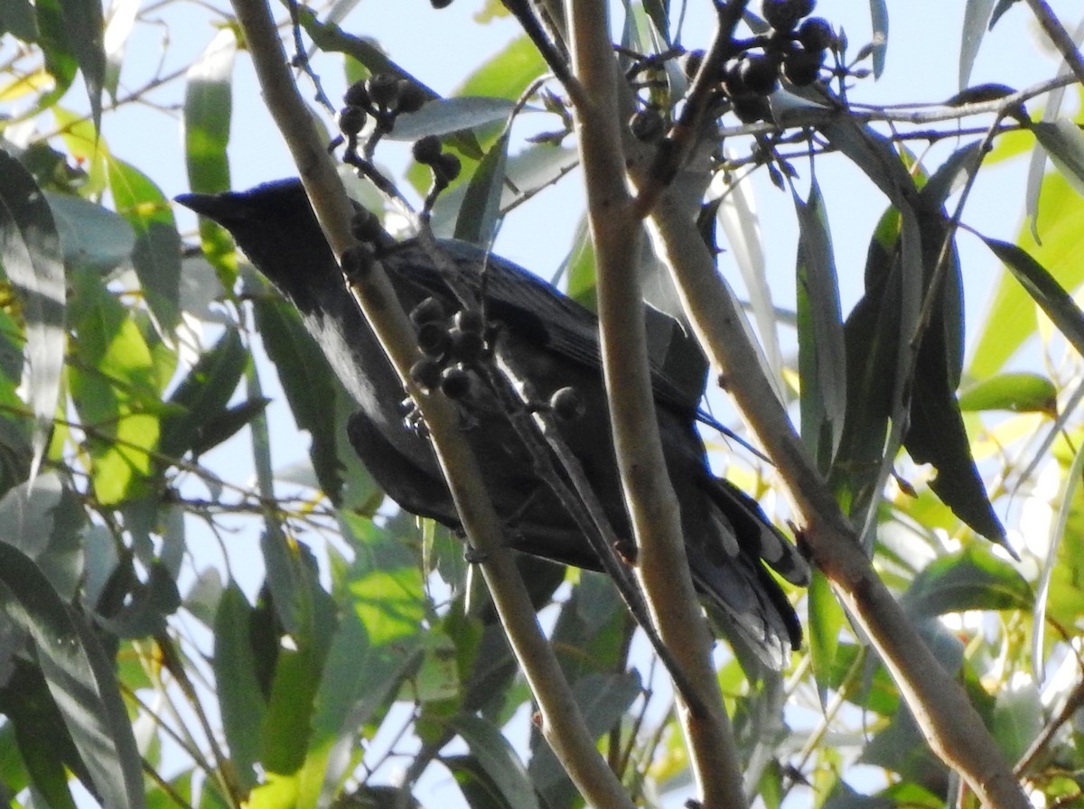 Black-faced Cuckooshrike - Chris Storrie