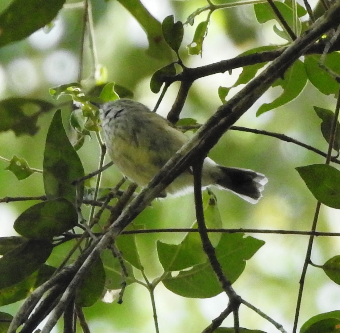 Brown Thornbill - Chris Storrie