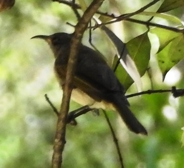 Brown Honeyeater - Chris Storrie