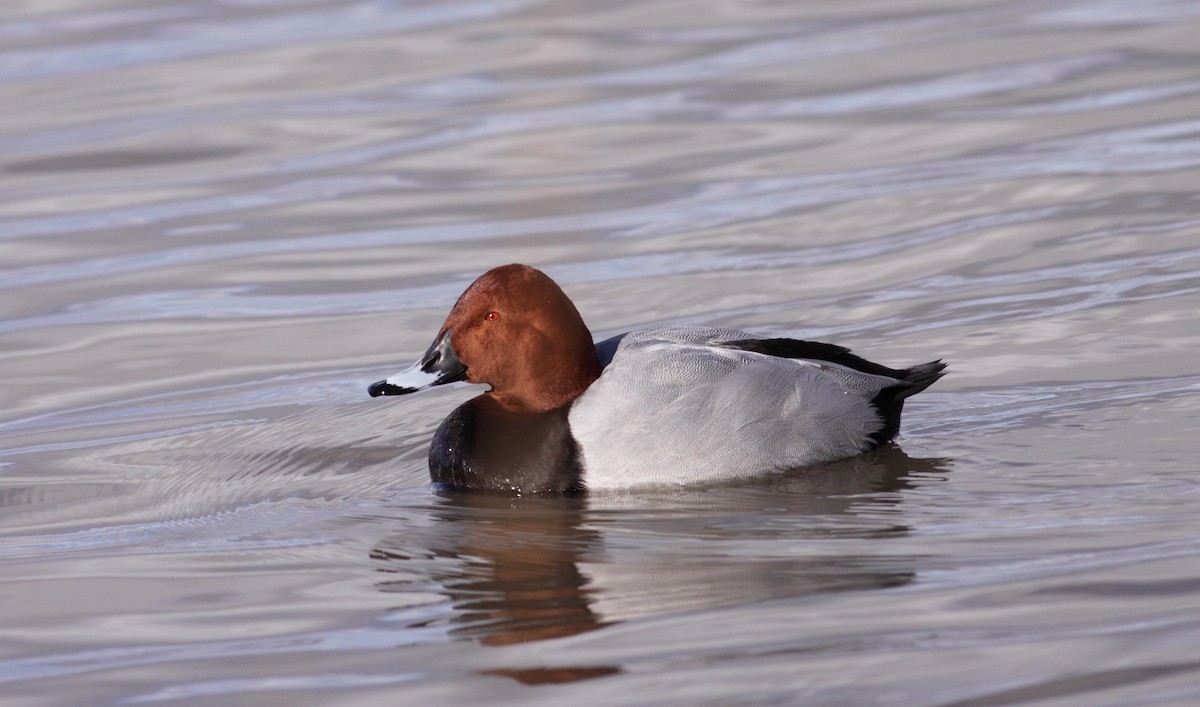 Common Pochard - Andrew Steele