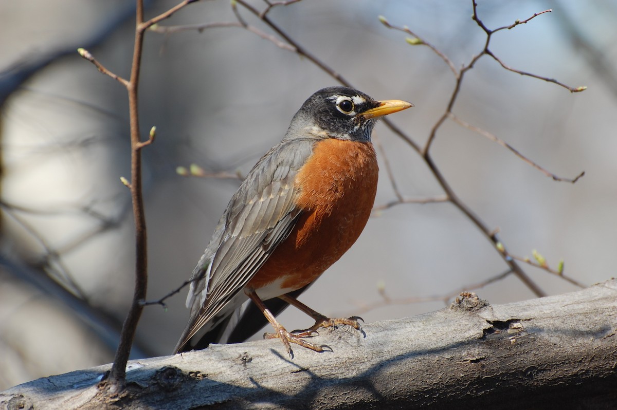 American Robin - ML146648191