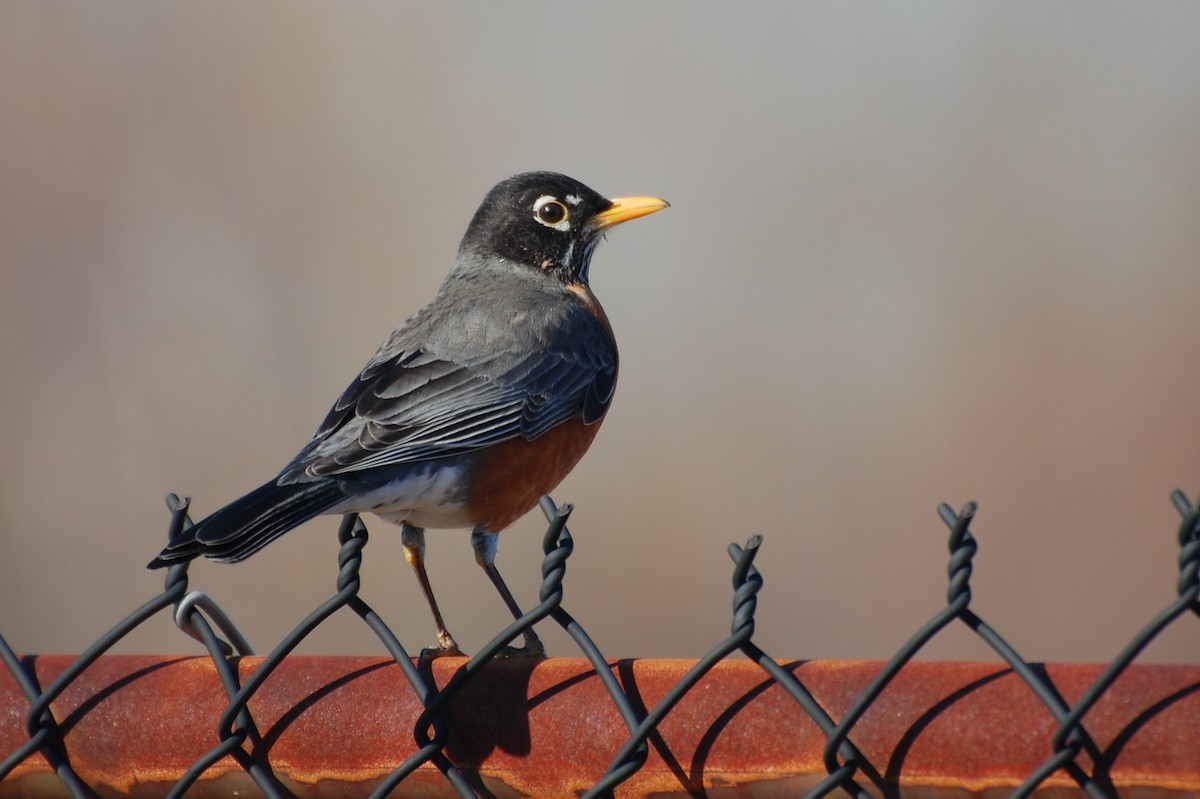 American Robin - ML146648241