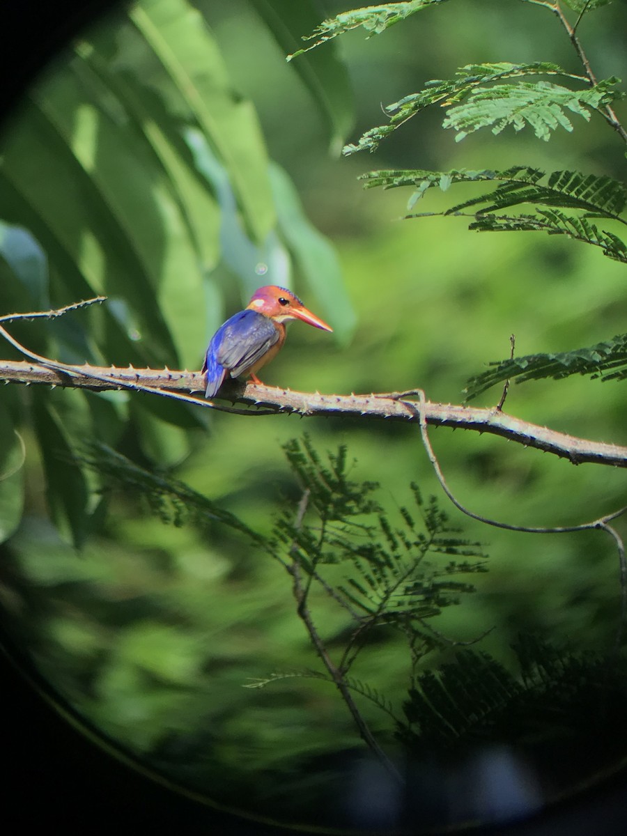 African Pygmy Kingfisher - ML146648271