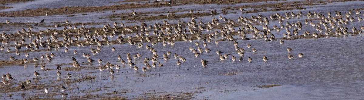 European Golden-Plover - Andrew Steele