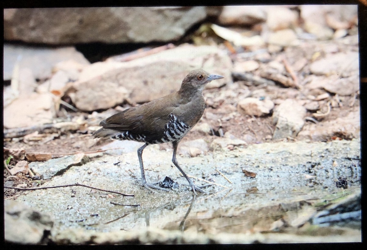 Slaty-legged Crake - ML146649931