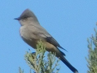 Say's Phoebe - ML146649941